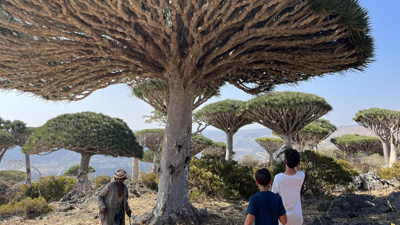 Saving Socotra’s Dragon Blood Forest