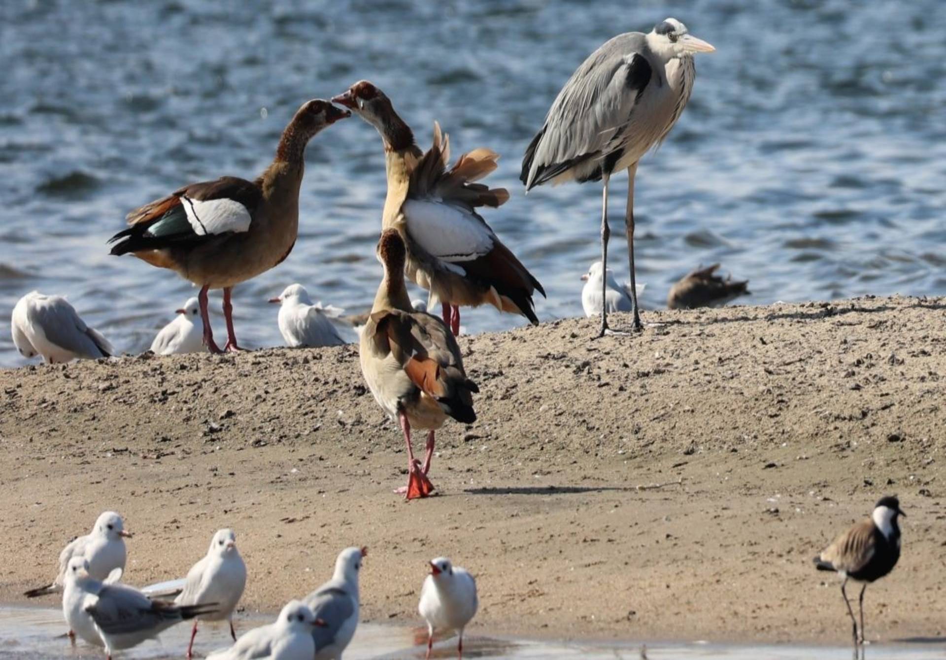 Rediscovering the Nile and its ecosystems