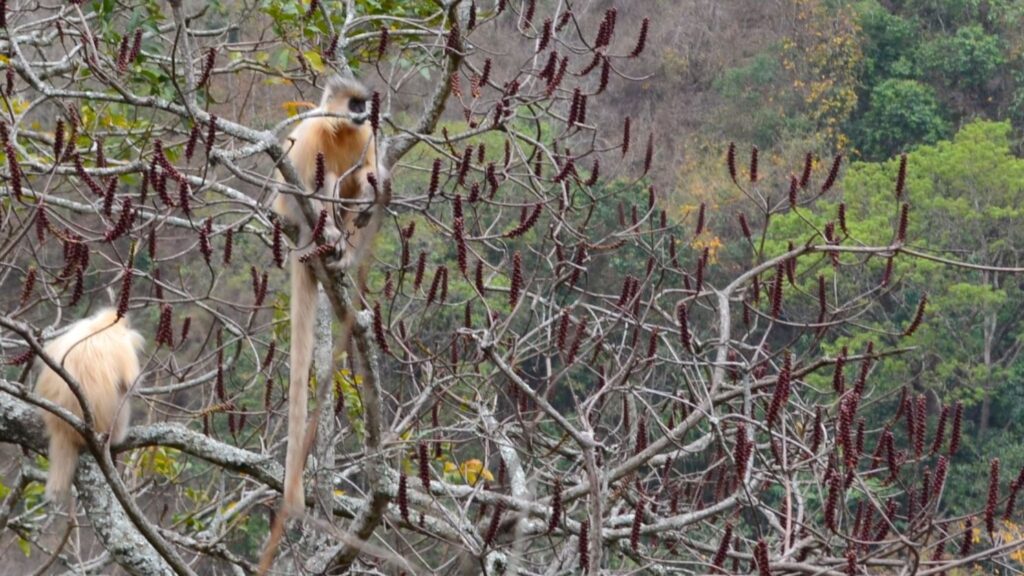Golden langurs in Central Bhutan