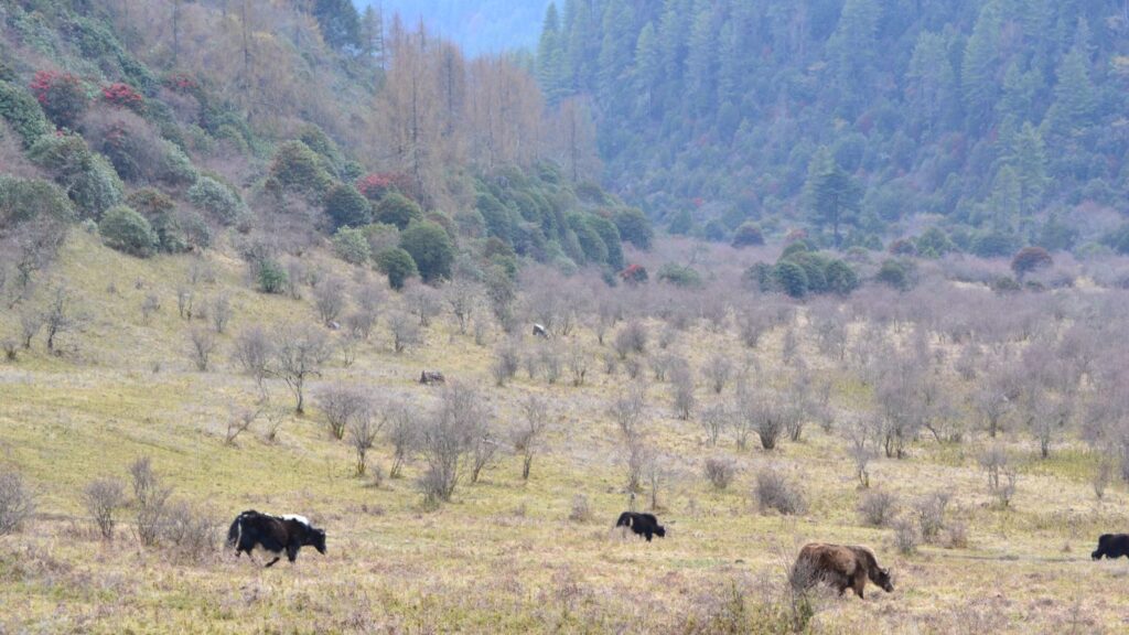Yaks in the protected Phobjikha Valley